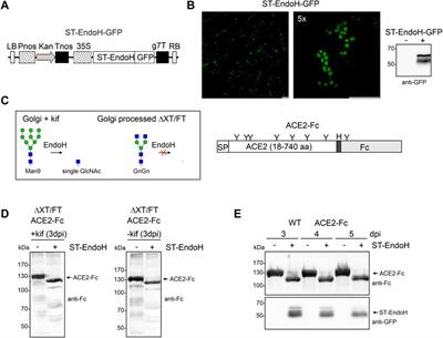 In planta deglycosylation improves the SARS-CoV-2 neutralization activity of recombinant ACE2-Fc